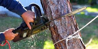 Best Tree and Shrub Care  in San Mateo, CA