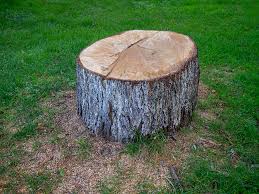 Best Tree Risk Assessment  in San Mateo, CA