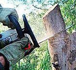 Best Tree Preservation Services  in San Mateo, CA
