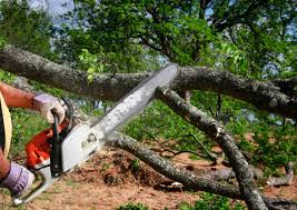 Best Tree Maintenance Programs  in San Mateo, CA