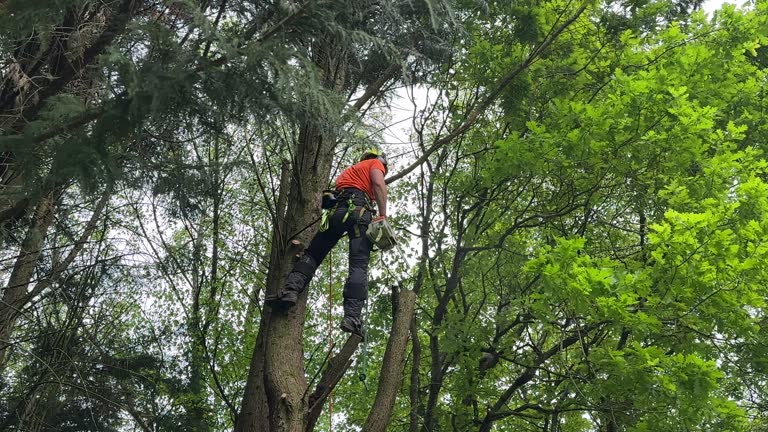 Best Tree Health Inspection  in San Mateo, CA