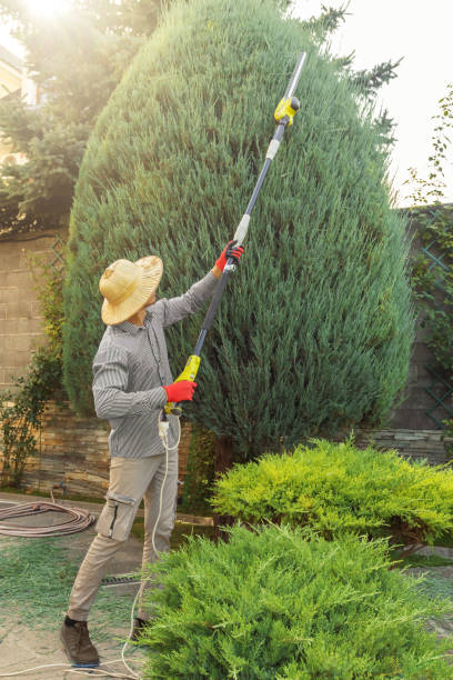 Best Leaf Removal  in San Mateo, CA