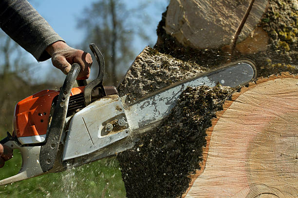 Best Tree Mulching  in San Mateo, CA