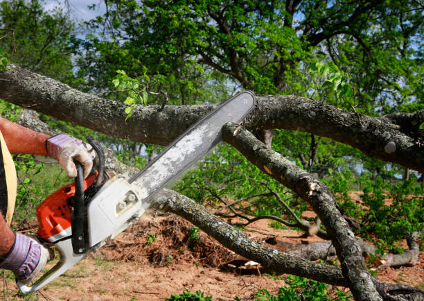 Best Hazardous Tree Removal  in San Mateo, CA